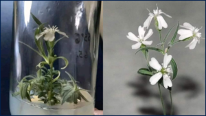 Scientists Revive 32000-Year-Old Extinct Plant From Seeds Found in Siberian Permafrost 10 32000-Year-Old Extinct Plant