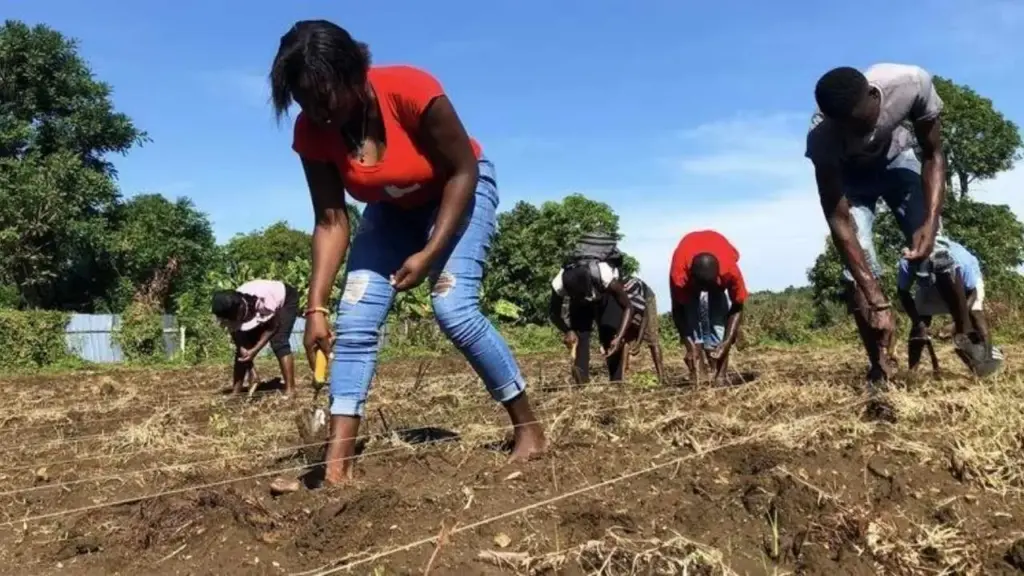 Boom Des Investissements En Haïti Malgré Le Chaos : Comment L'Énergie Renouvelable Et L'Agriculture Prospèrent 1 Boom Des Investissements En Haïti Malgré Le Chaos
